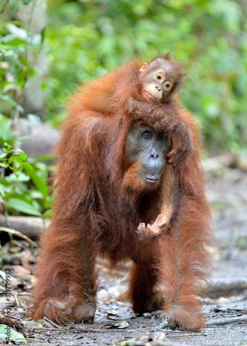 Mother orangutan and cub in a natural habitat. Bornean orangutan (Pongo pygmaeus wurmbii) in the wild nature. Rainforest of Island Borneo. Indonesia.