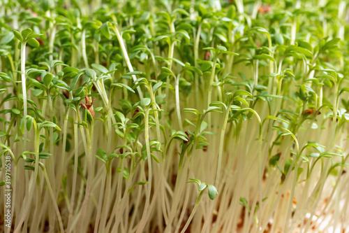 Closeup of fresh young growing garden cress