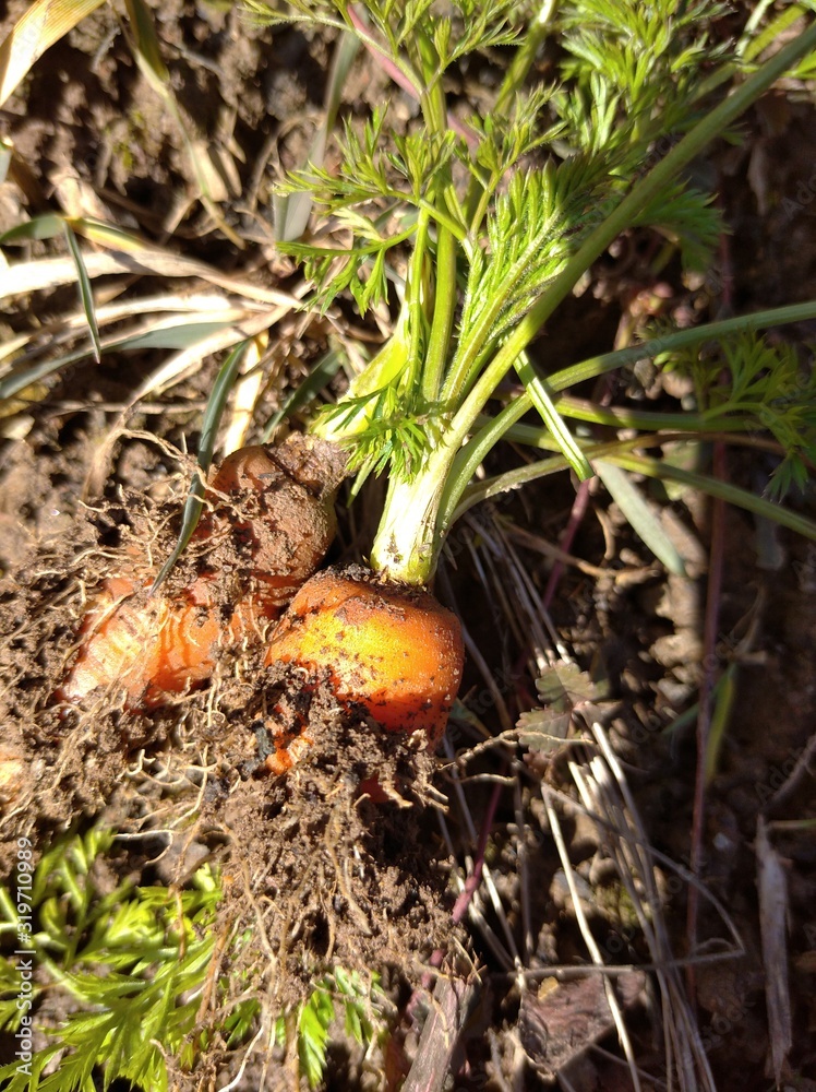 Carrot in my organic garden in white plate, close up Carrot in my organic garden in white plate, close up