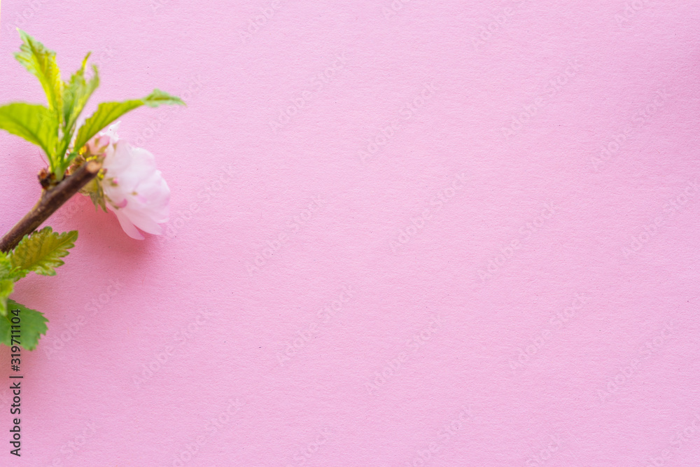 Fototapeta premium Pink paper blank flowering almond branch in blossom.