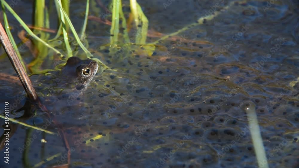 European common frog popping up from under frogspawn in pond European common frog popping up from under frogspawn in pond