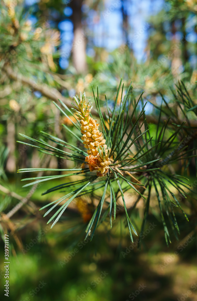 Young shoots of pine with pollen in a city park. Young shoots of pine with pollen in a city park.