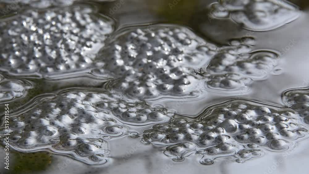 European common frog (Rana temporaria) frogspawn in pond European common frog (Rana temporaria) frogspawn in pond