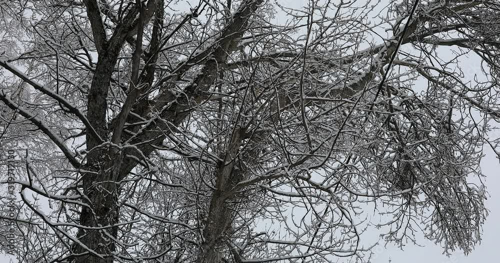 Snow Falling On Tree Branches. Close Up View - DCi 4K Resolution Snow Falling On Tree Branches. Close Up View - DCi 4K Resolution