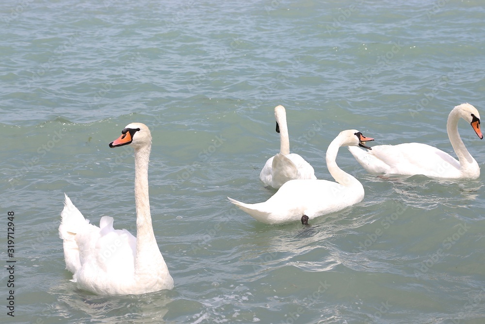 Lake in summer with white swans Lake in summer with white swans
