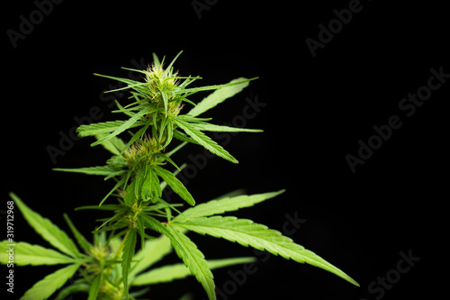 Marijuana leaves, cannabis on a black background. Selective focus.