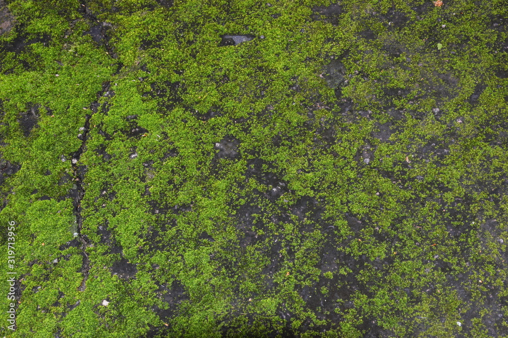 frozen moss on the old cracked wall, the green background of the wall frozen moss on the old cracked wall, the green background of the wall