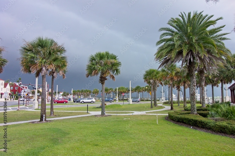 View of Palm Trees, Florida