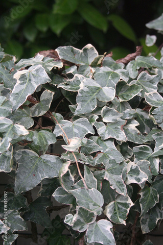 Close- up of variegated Ivy hedge. Green and white Ivy leaves on branch