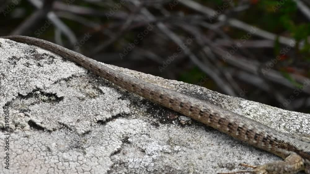 Common wall lizard (Podarcis muralis) on rock basking in the sun and walking away Common wall lizard (Podarcis muralis) on rock basking in the sun and walking away