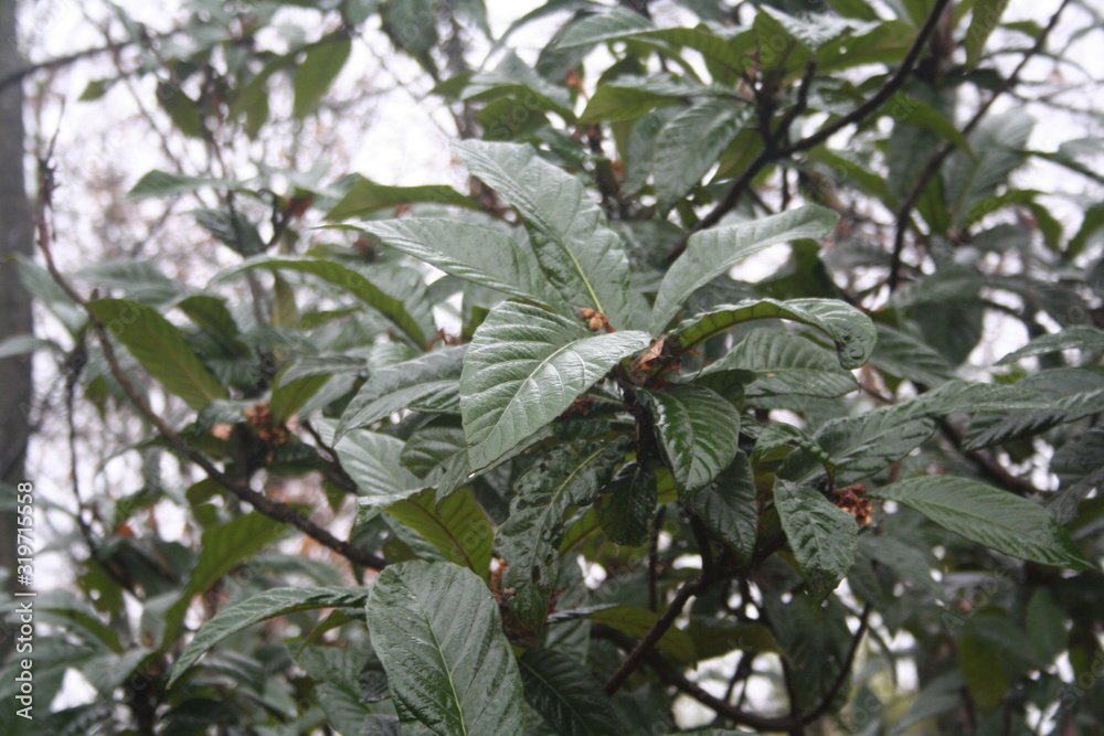 Japanese Medlar or Loquat tree in the garden under the rain on winter season Japanese Medlar or Loquat tree in the garden under the rain on winter season