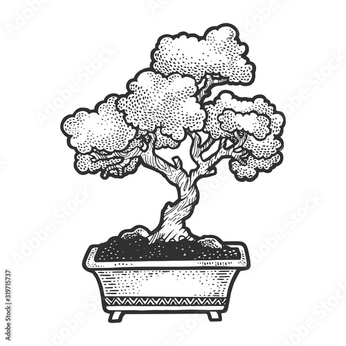 Bonsai japanese tree sketch vector illustration. Scratch board style imitation. Hand drawn image.