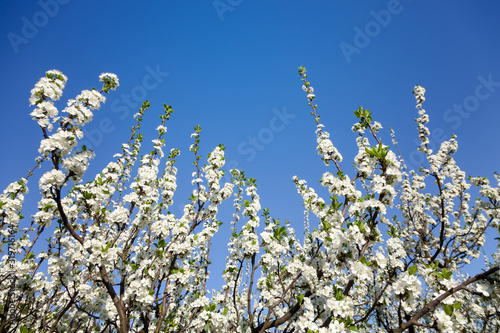Blossom apple over sky background, spring flowers