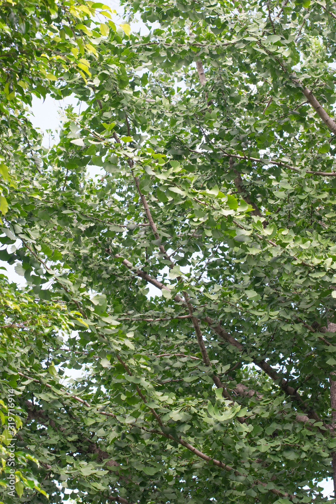 Same gingko biloba with green leaves in spring