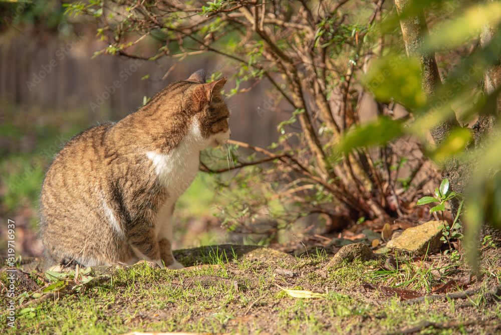 Fototapeta premium 猫の日常
