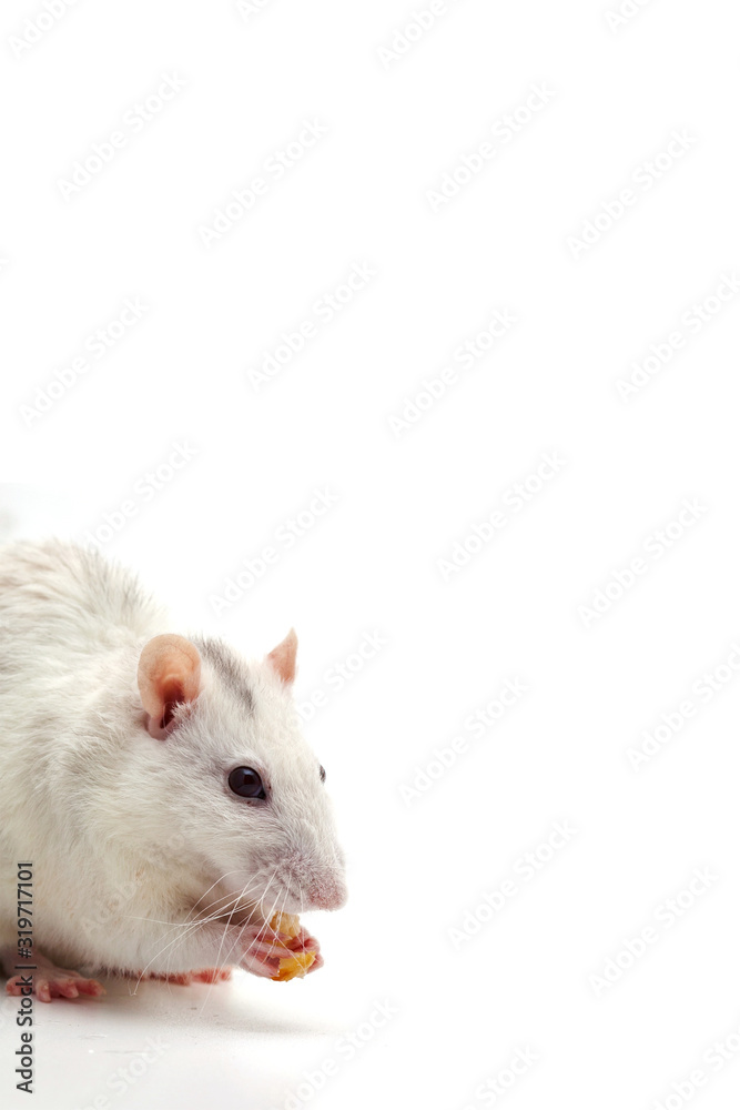 The white rat holds food in its paws. On a white background. The white rat holds food in its paws. On a white background.