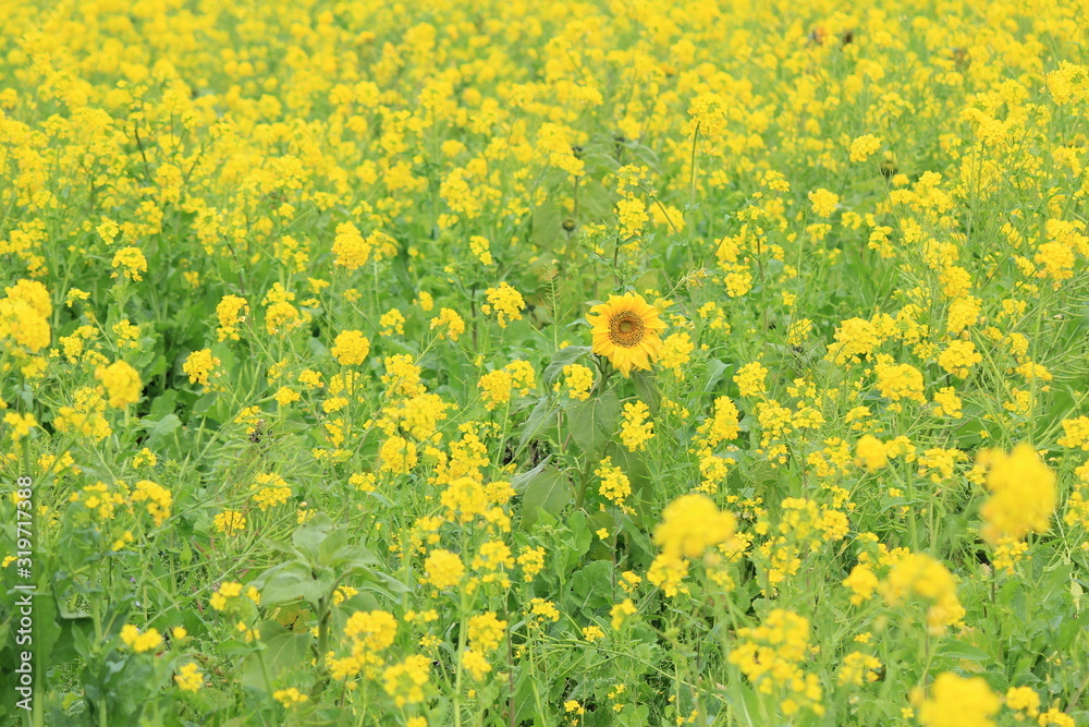 南伊豆町日野 菜の花畑に咲くひまわり 南伊豆町日野 菜の花畑に咲くひまわり