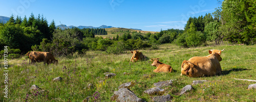 Vaches près du lac de Guery, Auvergne, France