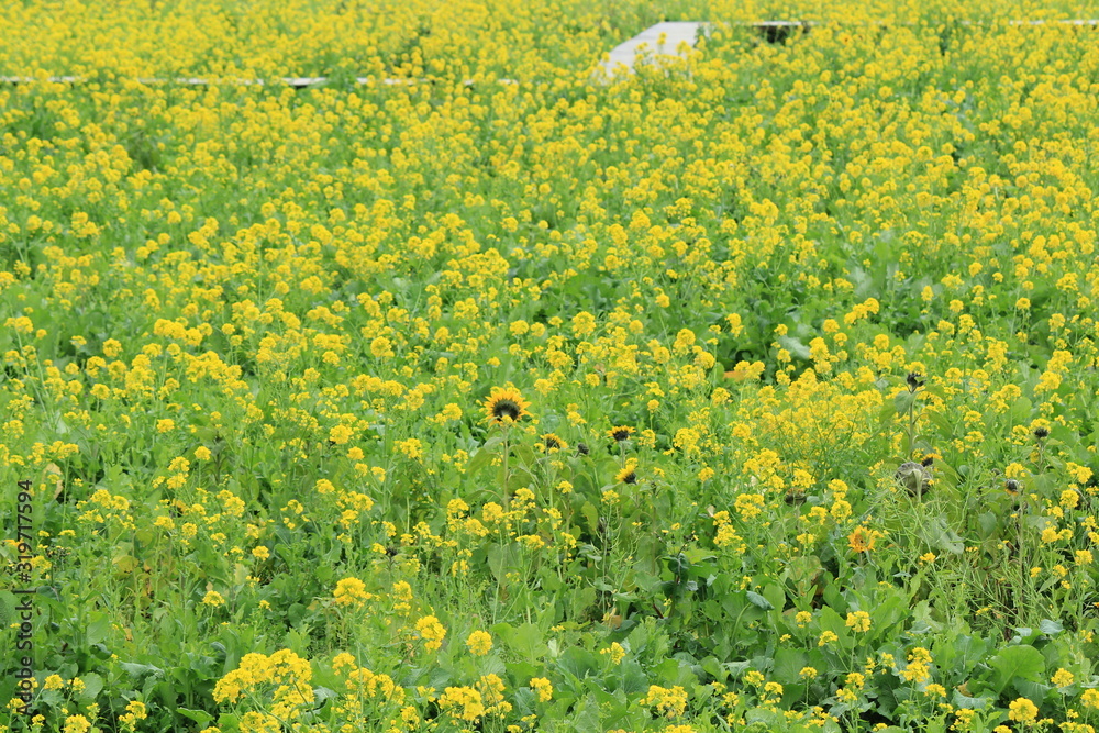 Obraz premium 南伊豆町日野 菜の花畑