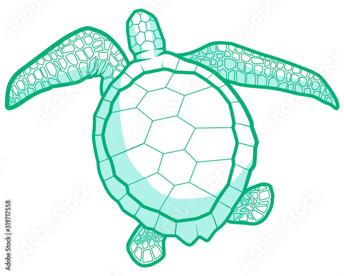 illustration in sea turtle vectors