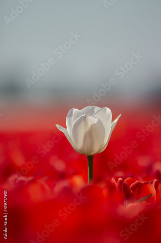White tulip in red field Dutch flower #319717901