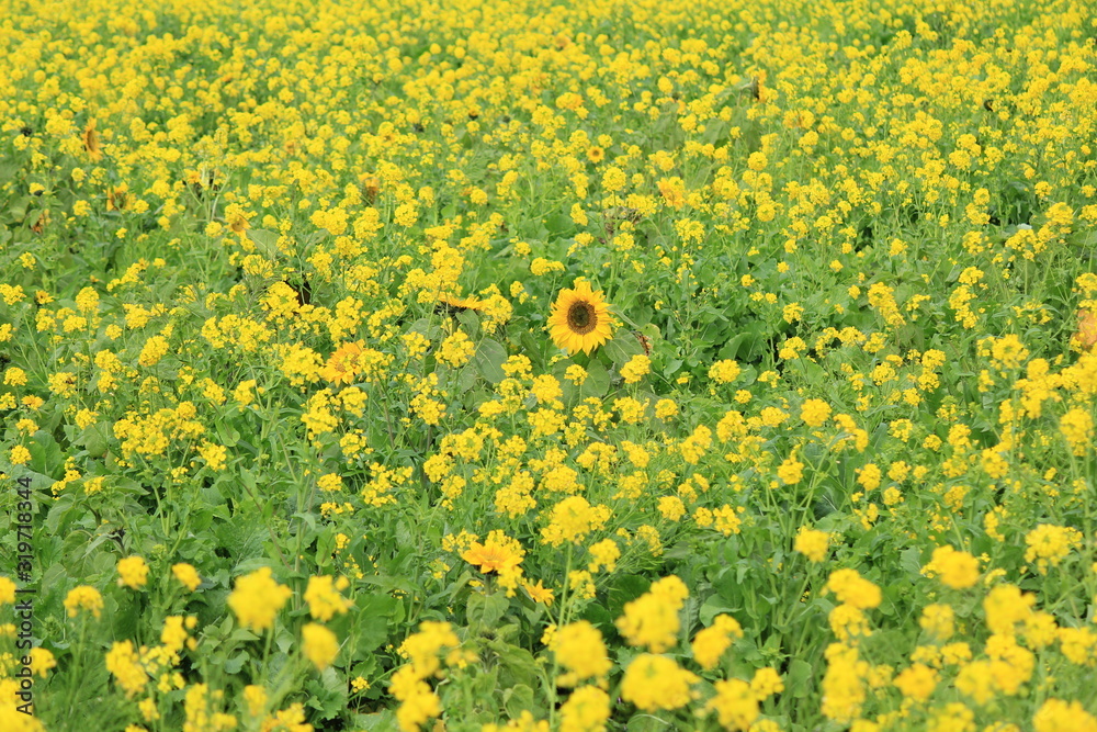 Obraz premium 南伊豆町日野 菜の花畑に咲くひまわり