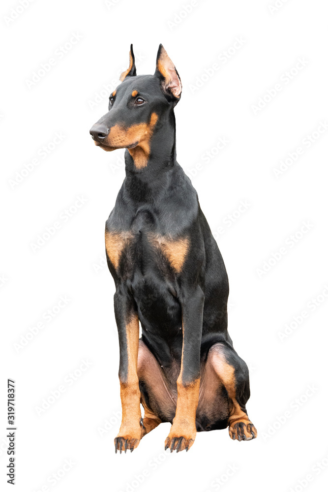 Doberman dog isolated on a white background.