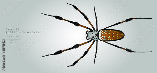 Vector illustration of big spider. Nephila golden orb weaver.