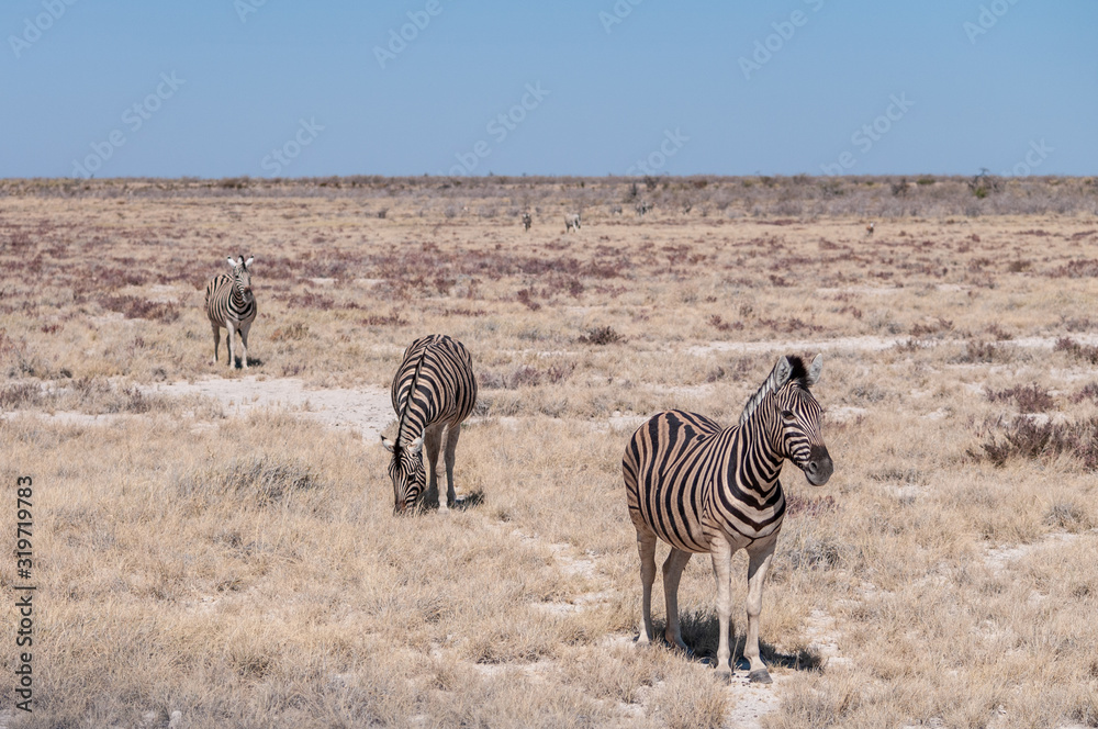 Obraz premium A group of Burchell's Plains zebra -Equus quagga burchelli- standing close to each other on the plains of Etosha National Park, Namibia.