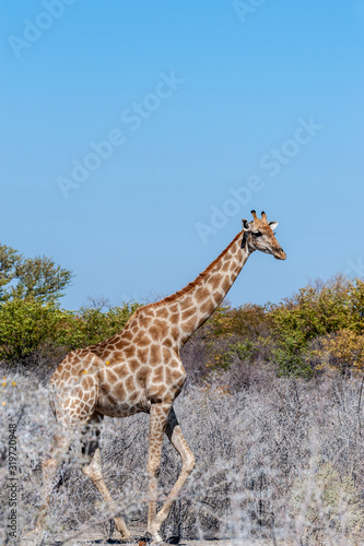 An Angolan Giraffe - Giraffa giraffa angolensis- standing on the plains of Etosha national Park in Namibia.