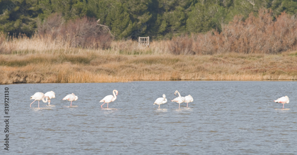 Flamants roses