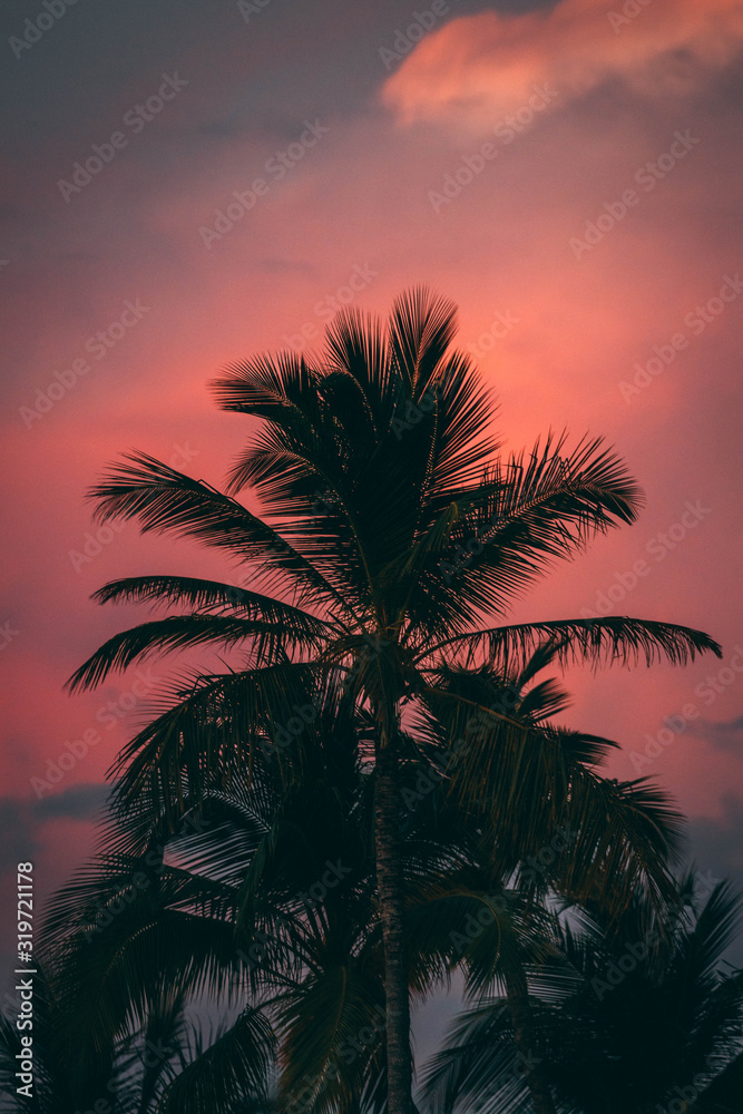 Tropical palm tree pink sky