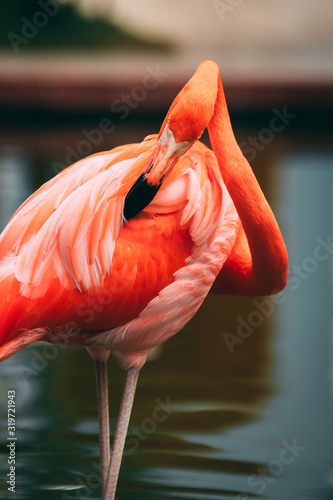 Flamingo cleaning