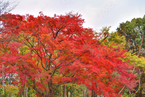 南禅寺の紅葉