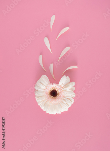 Creative composition of white flower with petals on pink background. Flowerscape flat lay.