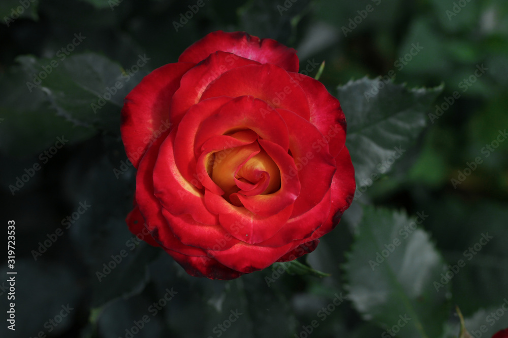 Red blooming fresh rose in a natural environment on a dark green background Red blooming fresh rose in a natural environment on a dark green background