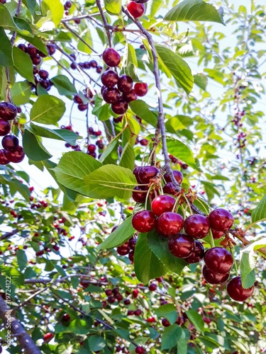Red fresh bunch of cherries in garden. Berrys at farmers market, Ukraine. Fresh organic fruit.