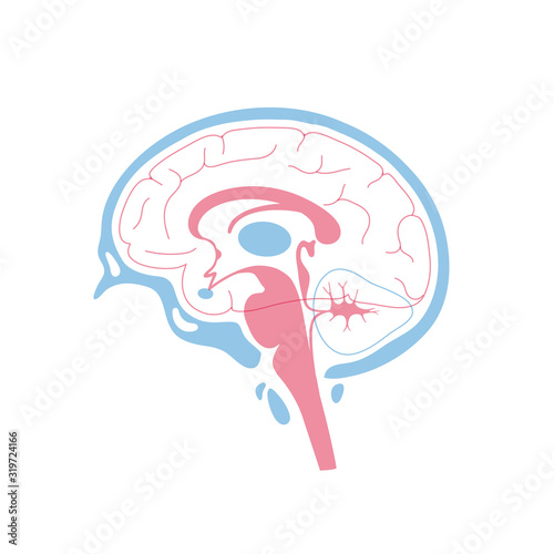 Vector illustration of human brain anatomy 