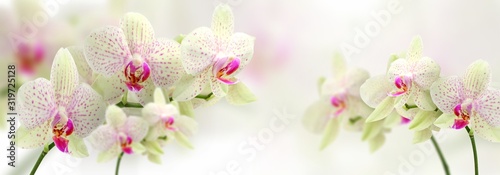 vintage color orchids in soft color and blur style for background