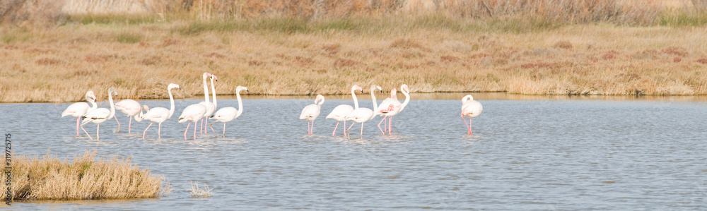Obraz premium Flamants roses