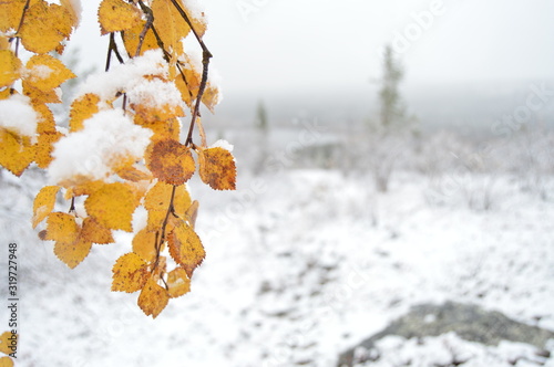 tree in snow