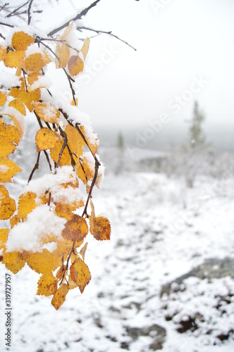 autumn leaves in snow