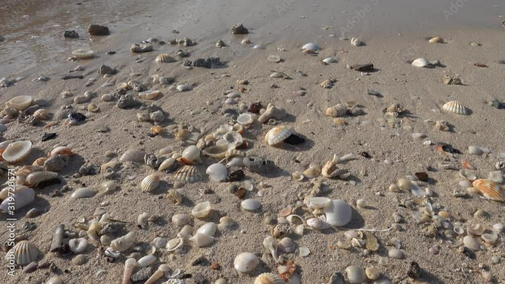 Cinematic shot of seashells at a clean sandy beach Cinematic shot of seashells at a clean sandy beach