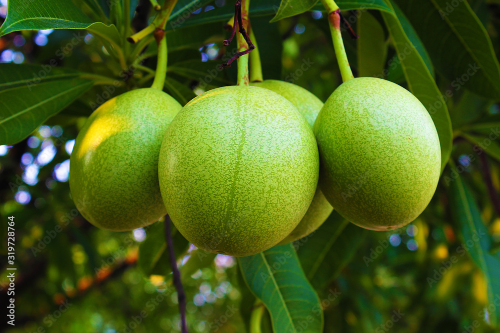 Fruit of Suicide tree or Pong-pong or Othalanga