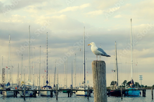 Erhaben wacht die Möwe über den Hafen von Marstal
