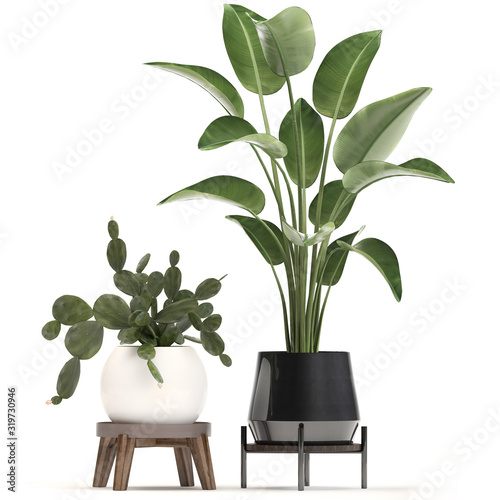 tropical plants Strelitzia in a pot