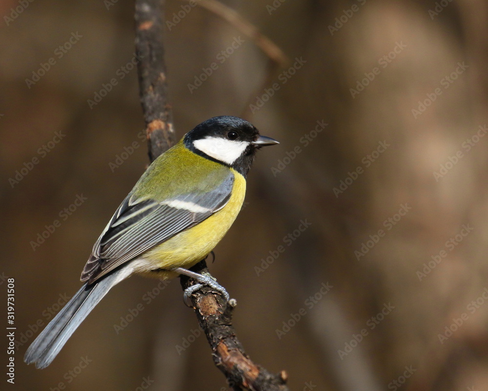 Great tit on branch background, Parus major Great tit on branch background, Parus major