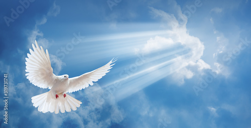 Dove in the air with wings wide open