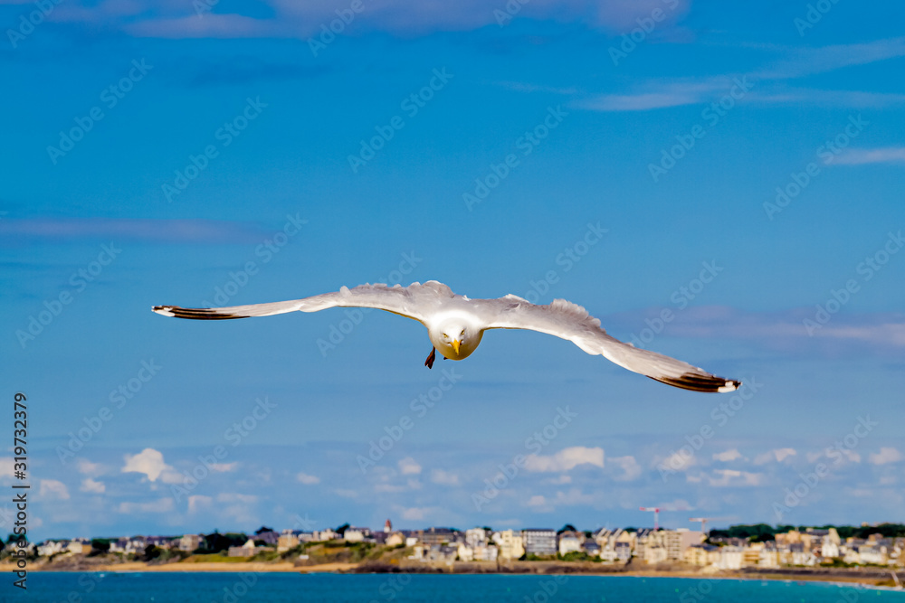 White seagull flying over the city of Saint-Malo in France
