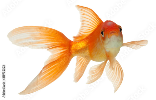 gold fish Fototapet